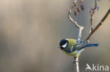 Great Tit (Parus major)