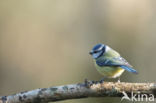 Pimpelmees (Parus caeruleus)