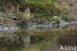 Eurasian Siskin (Carduelis spinus)