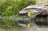 Eurasian Siskin (Carduelis spinus)