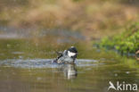 Zwarte Mees (Parus ater)