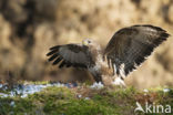 Buizerd (Buteo buteo)