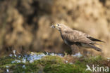 Buizerd (Buteo buteo)