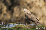 Buizerd (Buteo buteo)