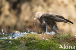 Buizerd (Buteo buteo)