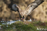 Buizerd (Buteo buteo)