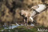 Buizerd (Buteo buteo)