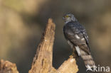 Sperwer (Accipiter nisus)