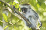 Zanzibarfranjeaap (Piliocolobus kirkii)