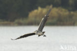 Blauwe Reiger (Ardea cinerea)