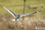 Zilvermeeuw (Larus argentatus)