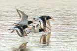 Oystercatcher (Haematopus ostralegus)