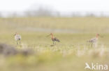 Black-tailed Godwit (Limosa limosa)