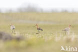 Grutto (Limosa limosa)