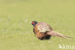 Ring-necked Pheasant (Phasianus colchicus)