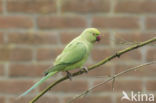 Rose-ringed Parakeet (Psittacula krameri)