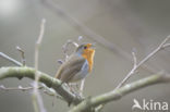 European Robin (Erithacus rubecula)