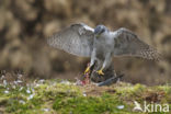 Havik (Accipiter gentilis)