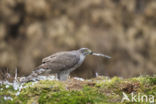 Havik (Accipiter gentilis)