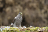 Havik (Accipiter gentilis)