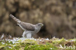 Havik (Accipiter gentilis)