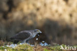 Havik (Accipiter gentilis)