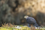 Havik (Accipiter gentilis)