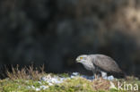 Havik (Accipiter gentilis)