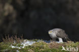 Havik (Accipiter gentilis)