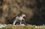 Havik (Accipiter gentilis)