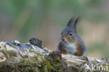 Red Squirrel (Sciurus vulgaris)
