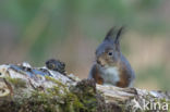 Eekhoorn (Sciurus vulgaris)