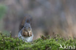 Red Squirrel (Sciurus vulgaris)