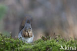 Eekhoorn (Sciurus vulgaris)