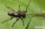 Nyssodrysternum signiferum