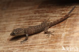 Trinidad gecko (Gonatodes humeralis)