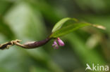 Scaphyglottis violacea