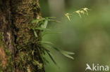 Specklinia picta