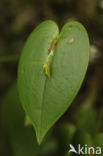 Pleurothallis undulata