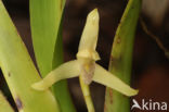 Maxillaria rufescens