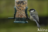 Great Tit (Parus major)