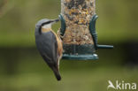 Europese Boomklever (Sitta europaea)