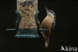 Eurasian Nuthatch (Sitta europaea)