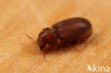 drugstore beetle (Stegobium paniceum)