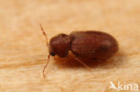 drugstore beetle (Stegobium paniceum)