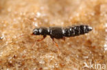 Bledius terebrans