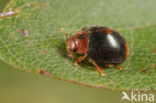 24 spot Ladybird