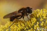 Wilgengitje (Cheilosia grossa)