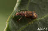 Cartodere bifasciata