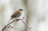 Heggemus (Prunella modularis)